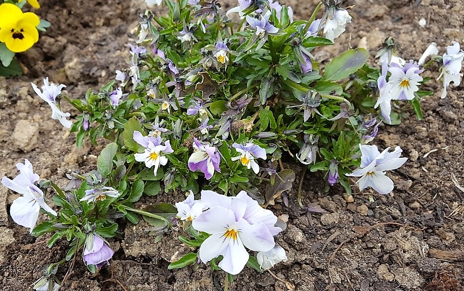 WHAT IS EATING THE FLOWERS ON PANSIES AND VIOLAS? The Garden of Eaden