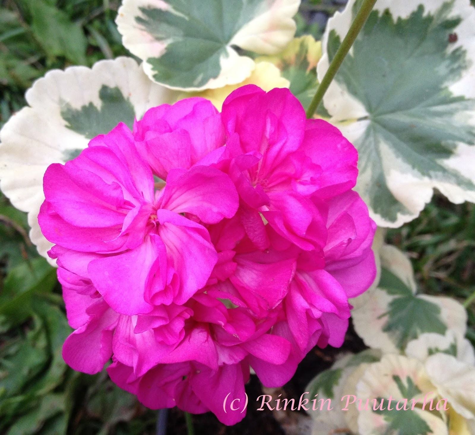 The godfather the don's edition. Richard upward пеларгония. The godfather the dons edition скриншоты. The godfather the don's edition. кафе донс плам кадры.