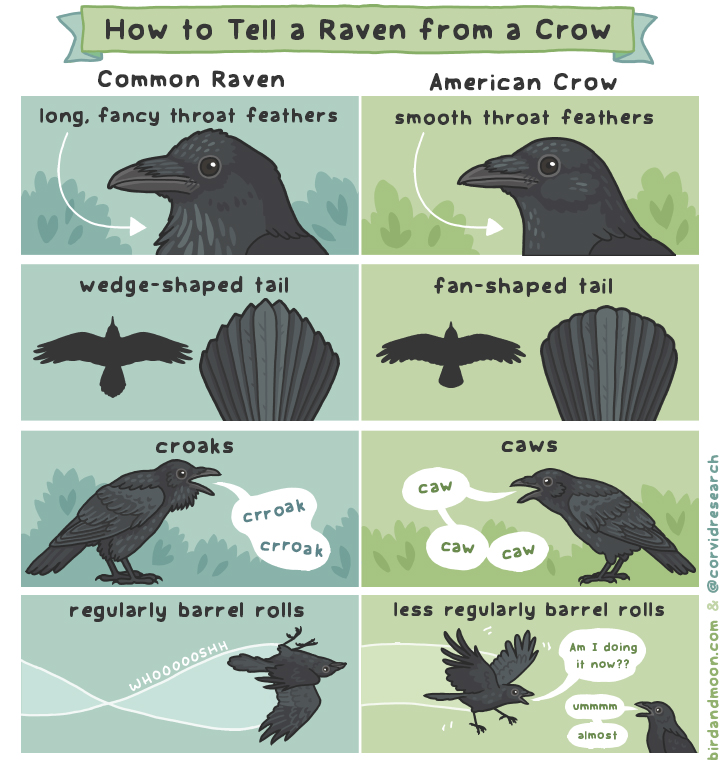 Nag on the Lake How To Tell A Raven From A Crow