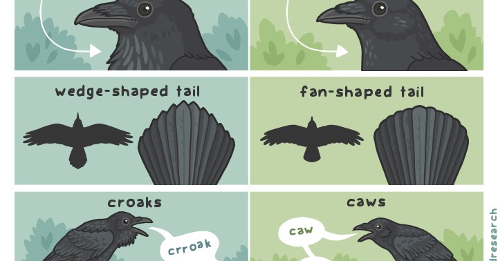 Nag on the Lake: How To Tell A Raven From A Crow