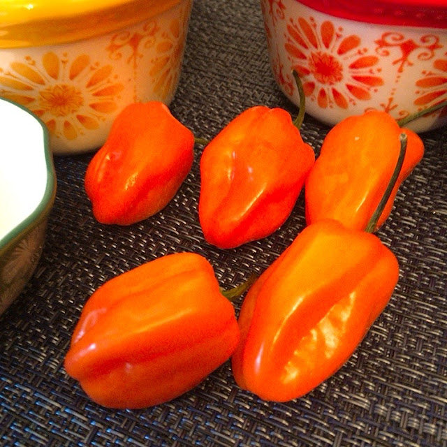 habanero chile peppers