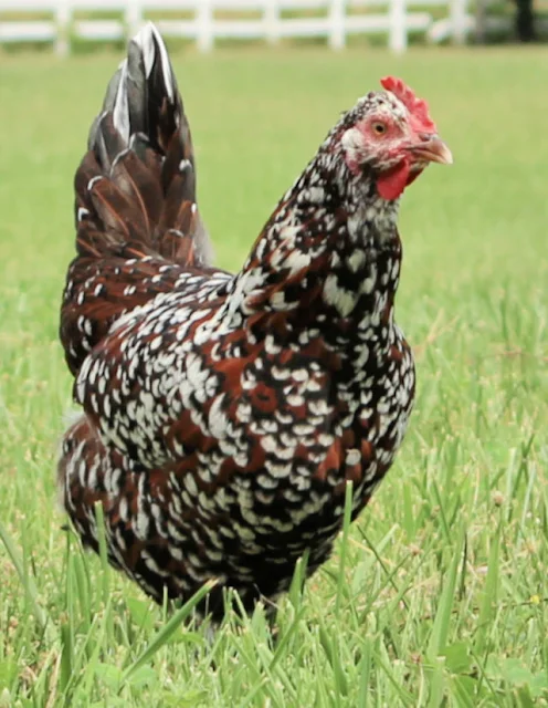 speckled sussex chicken