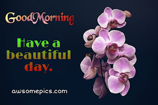 367+ Good Morning  Images With Flowers Free Download [ Latest Update ]367+ Good Morning  Images With Flowers Free Download [ Latest Update ]