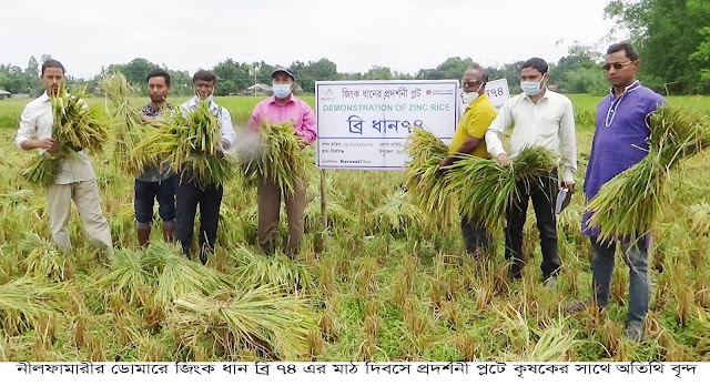 ডোমারে বায়োফর্টিফাইট জিংক ধানের মাঠ দিবস অনুষ্ঠিত