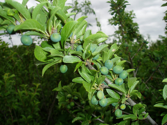 ENDRINO: Prunus spinosa