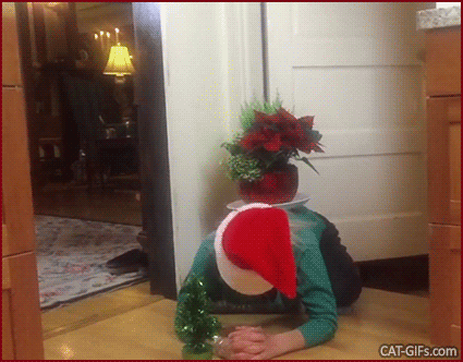Christmas Cat GIF • Amazing Leapfrog can jump over her human with...Xmas spirit! Christmas Cat GIF • Amazing Leapfrog can jump over her human with...Xmas spirit!