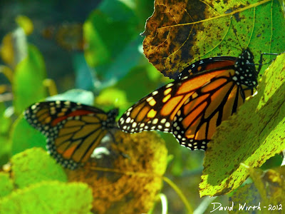 Migrating Monarch Butterflies, thousands on trees, Canada, Mexico