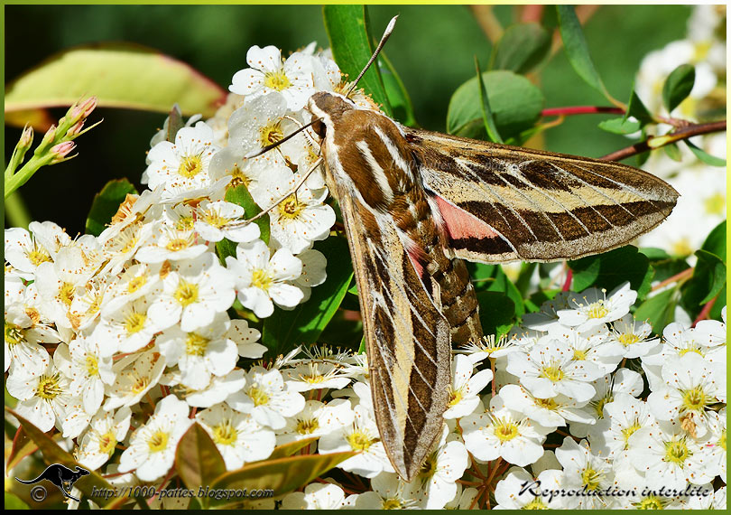 WILDLIFE GATEWAY Le Sphinx livournien