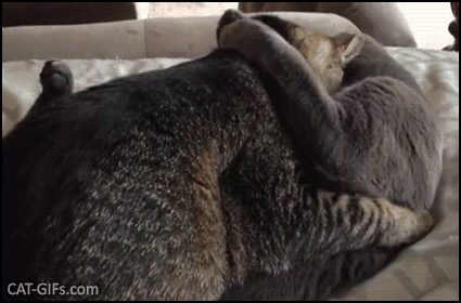 Funny Cat GIF • OWNED! 2 male cats hugging anf licking caught in the act! “WHAT? It's just friendship. Funny Cat GIF • OWNED! 2 male cats hugging anf licking caught in the act! “WHAT? It's just friendship.