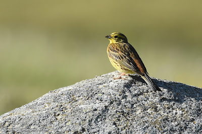 Verderola (Emberiza citrinella)