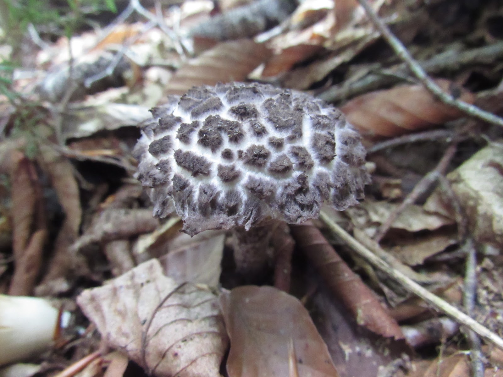 Tales From the Trails Monongahela National Forest (West Virginia)