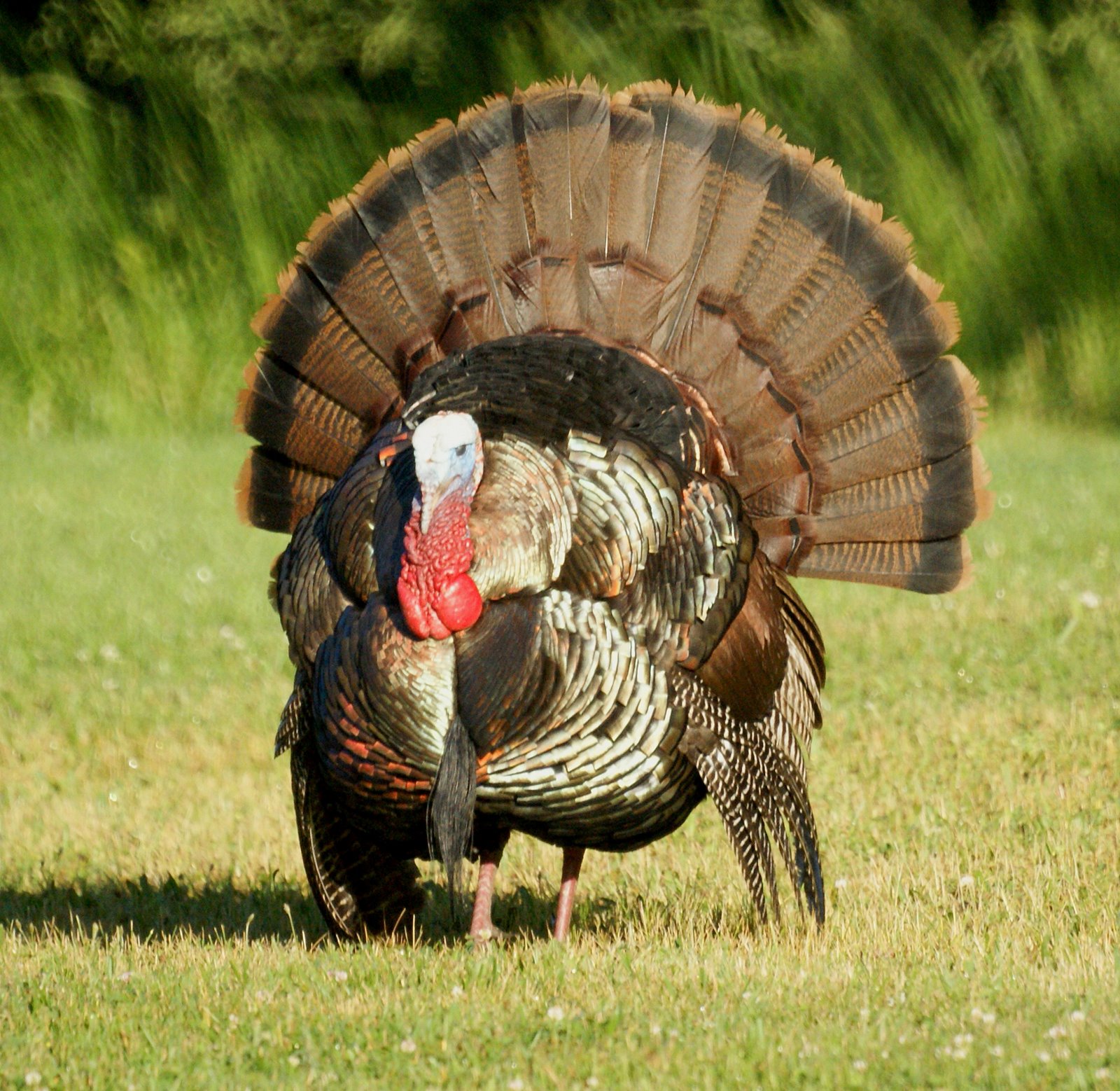 Big male turkey