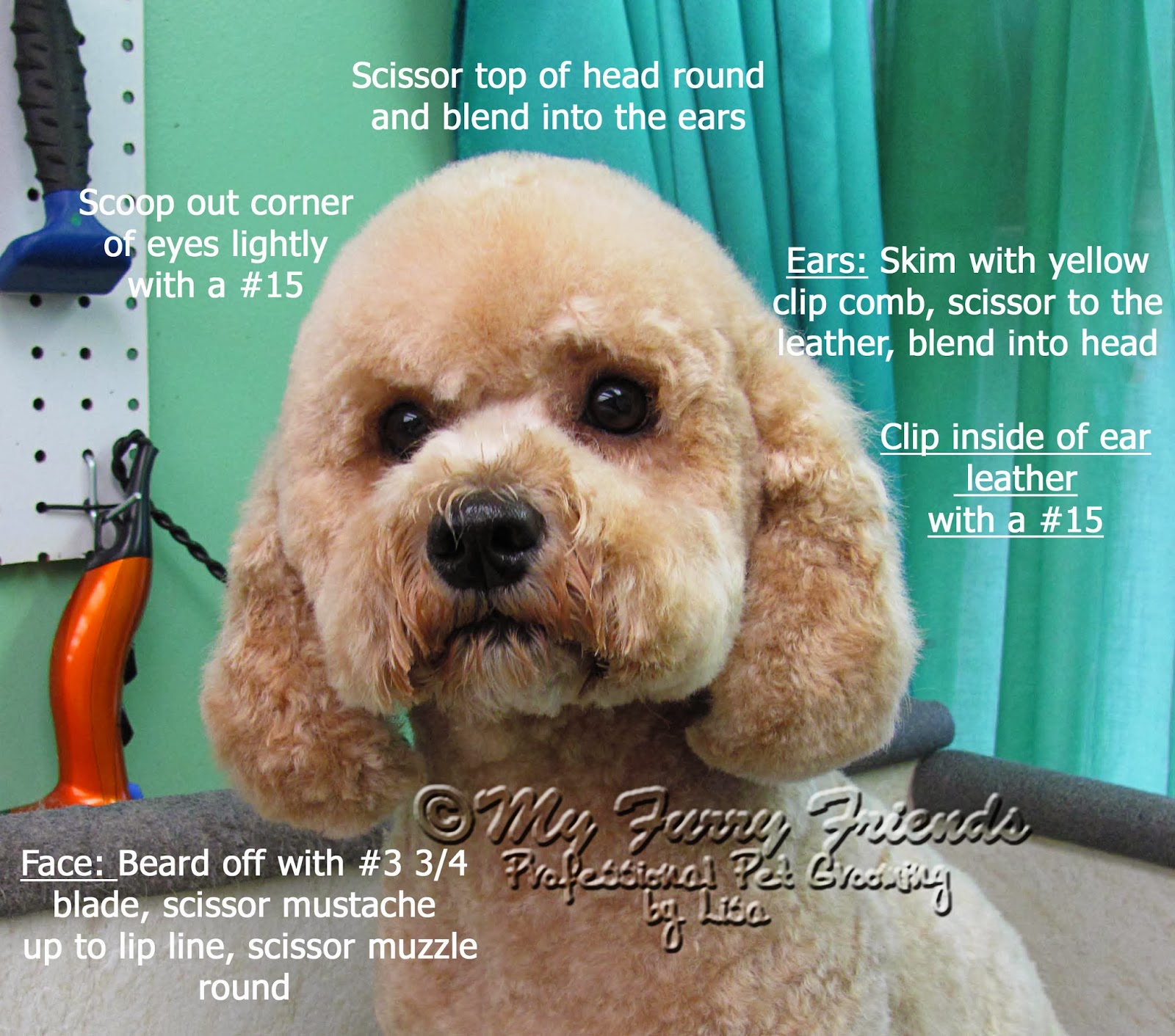 Pet Grooming The Good, The Bad, & The Furry Monday Makeover 18