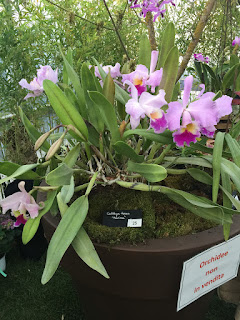 , Mostre primaverili: Horti di Veio e Monteporzio catone 2017, diarid'orchidee