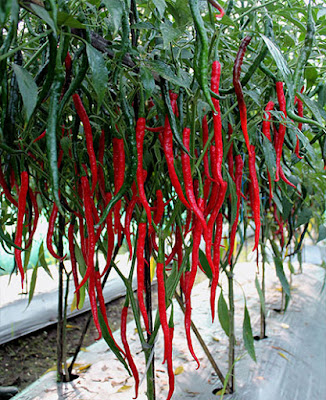 Inilah Manfaat Tak Terduga Garam Dan Micin Dapur Buat Cabai Bagaimana Caranya