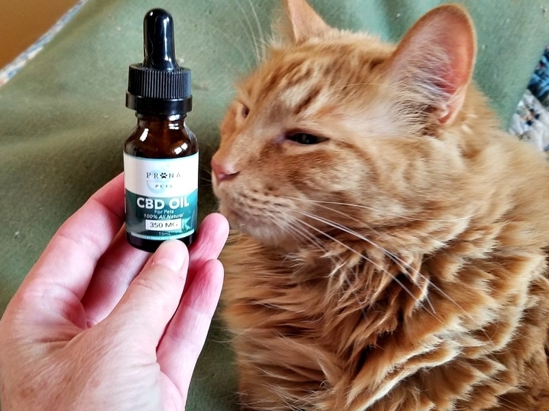 What Is the Right Dosage of CBD Oil for Cats