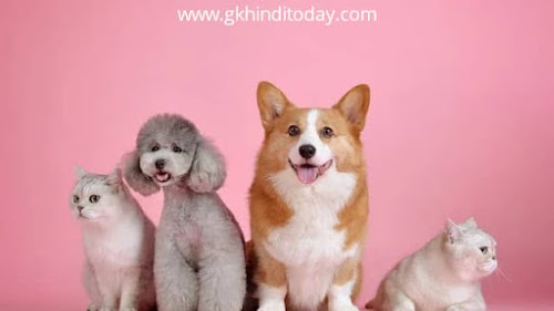 Amazing facts about dogs gk in hindi