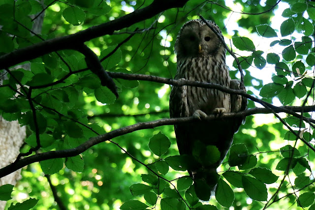 ural owl