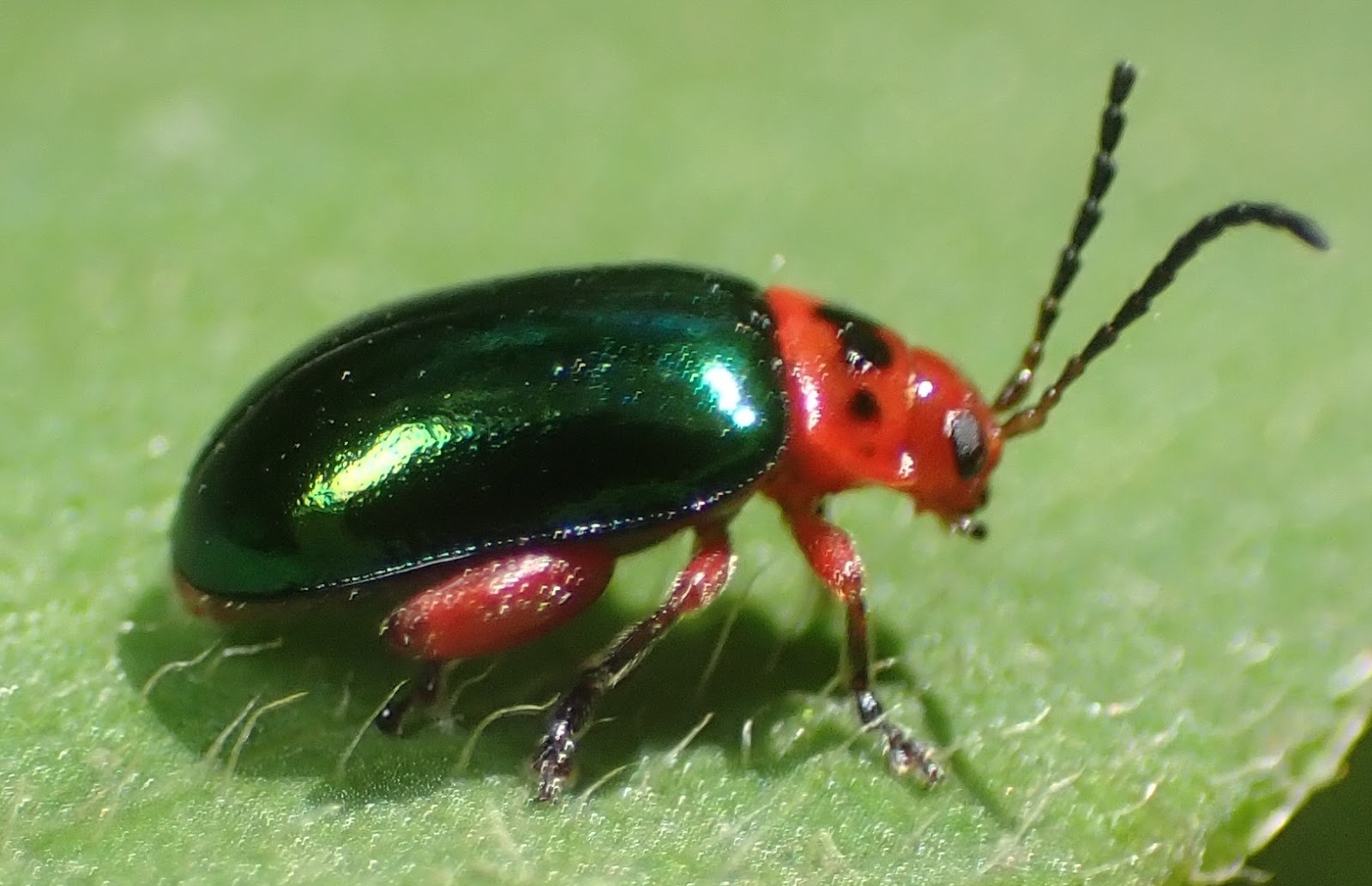 Springfield Plateau Flea Beetles