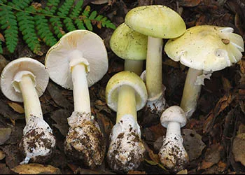 10 أنواع: تعرف على أنواع الفطر "المشروم" الغير سام الصالح للأكل (بالصور) Amanita-phalloides%2B-%2BDeath%2BCap%2B-%2B%25D8%25B9%25D8%25A7%25D9%2584%25D9%2585%2B%25D8%25A7%25D9%2584%25D8%25B2%25D8%25B1%25D8%25A7%25D8%25B9%25D8%25A9