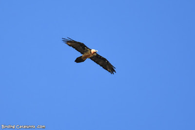 Trencalòs (Gypaetus barbatus)