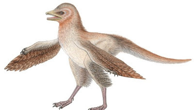 Eosinopteryx