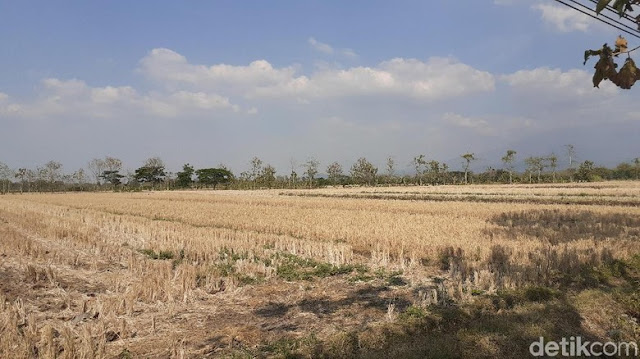 Kekeringan, 13 Ribu Hektare Lahan Pertanian di Sragen Nganggur