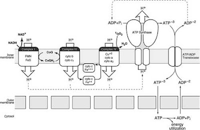 Schematic diagram