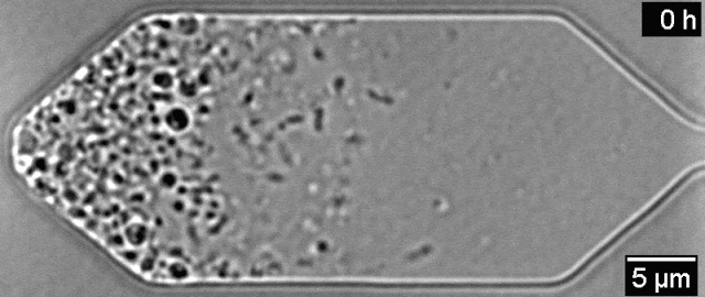 Gli scienziati hanno costruito una cellula sintetica perfettamente autoreplicante