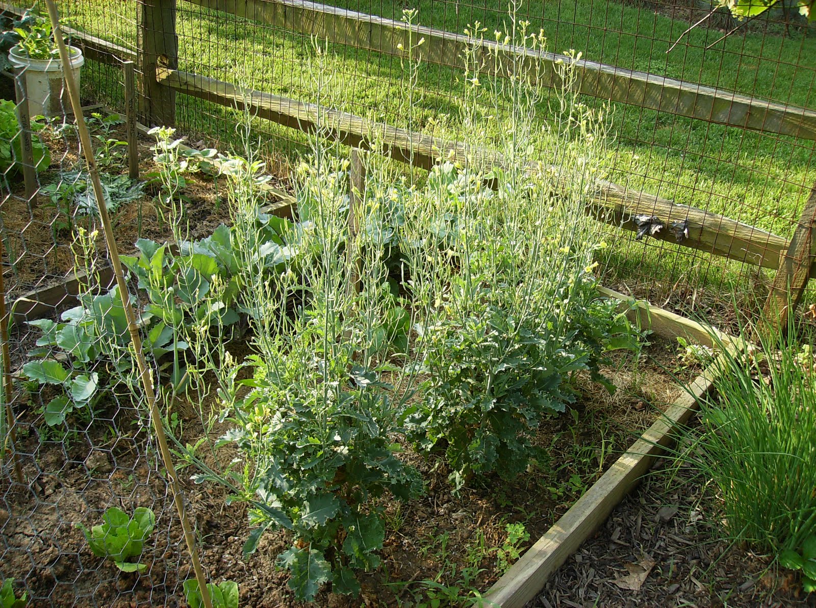 The Rusted Vegetable Garden