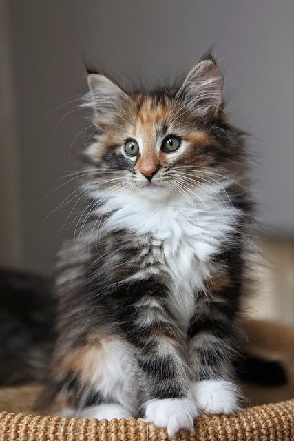Pet s We Love Top 5 Long Haired Cat Breeds Pet s We Love Top 5 Long Haired Cat Breeds