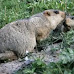 Bubonic Plague: Another Plague Originating From China