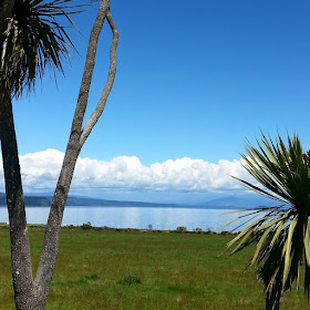 View of Lake Taupo, with cabbage trees in the foreground.