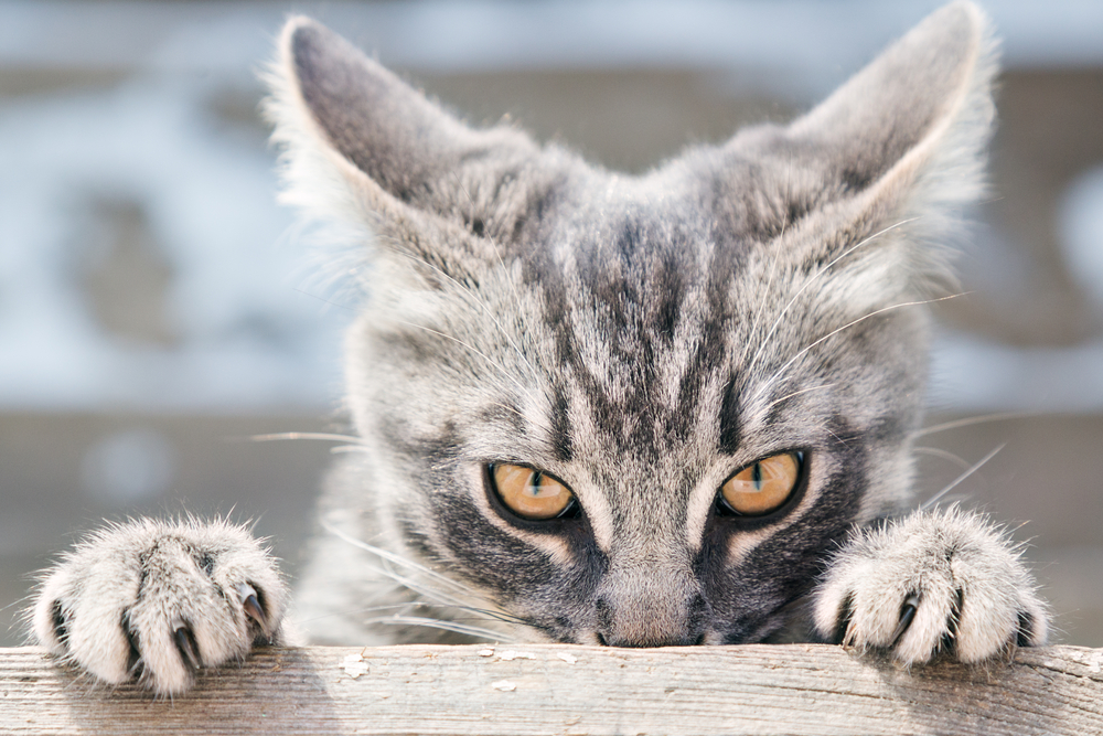 Two Male Cat Behavior Problems Decoded Mettous two-male-cat-behavior-problems-decoded-mettous
