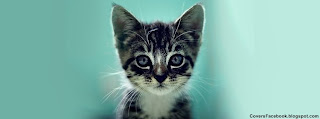 Lovely Cute Serious Kitten Timeline Cover for Facebook
