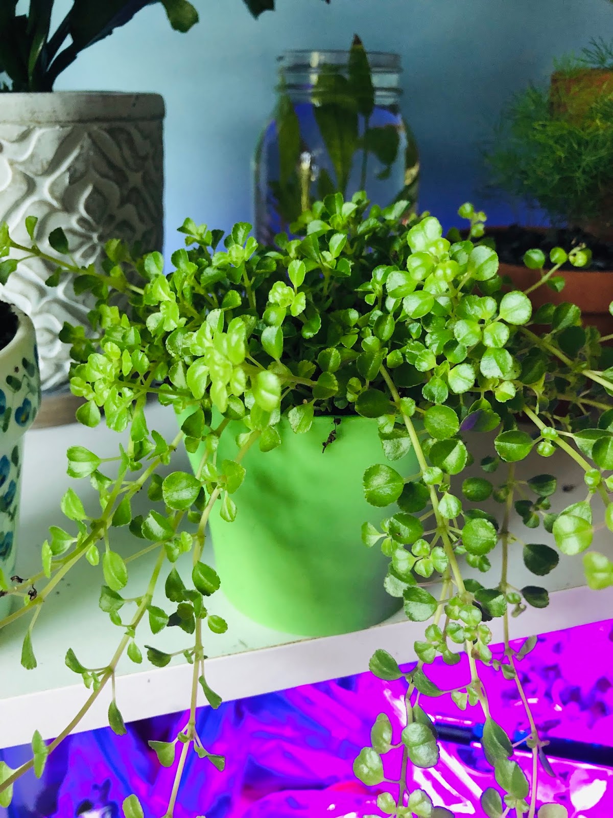 Lily's Indoor Jungle Creeping Pilea Care