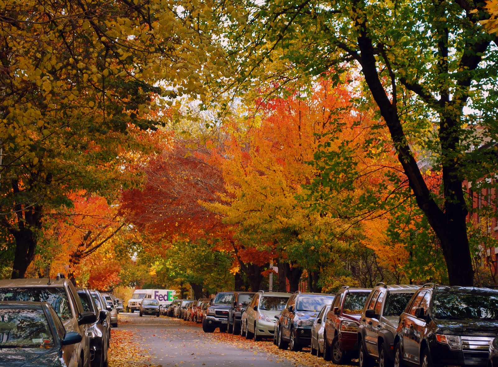 Mille Fiori Favoriti Autumn In Park Slope, Brooklyn