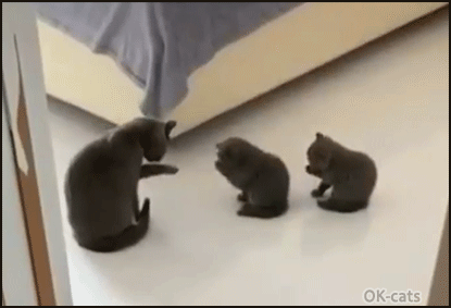 Cute Kitten GIF • Copycat. 2 kitties copying Mama cat. It's grooming time in sync. Homeschooling. Cute Kitten GIF • Copycat. 2 kitties copying Mama cat. It's grooming time in sync. Homeschooling.