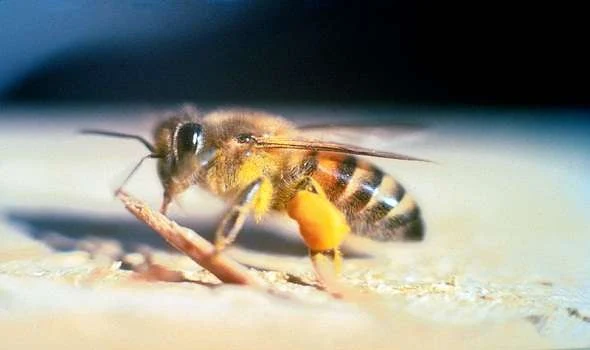 Killer bees - النحل القاتل - نحل العسل الافريقي