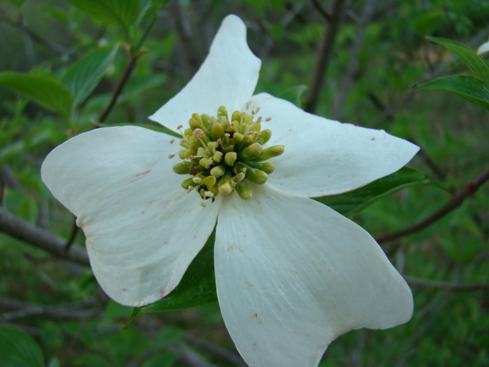 Rurification Robin Edmundson Trees with white flowers
