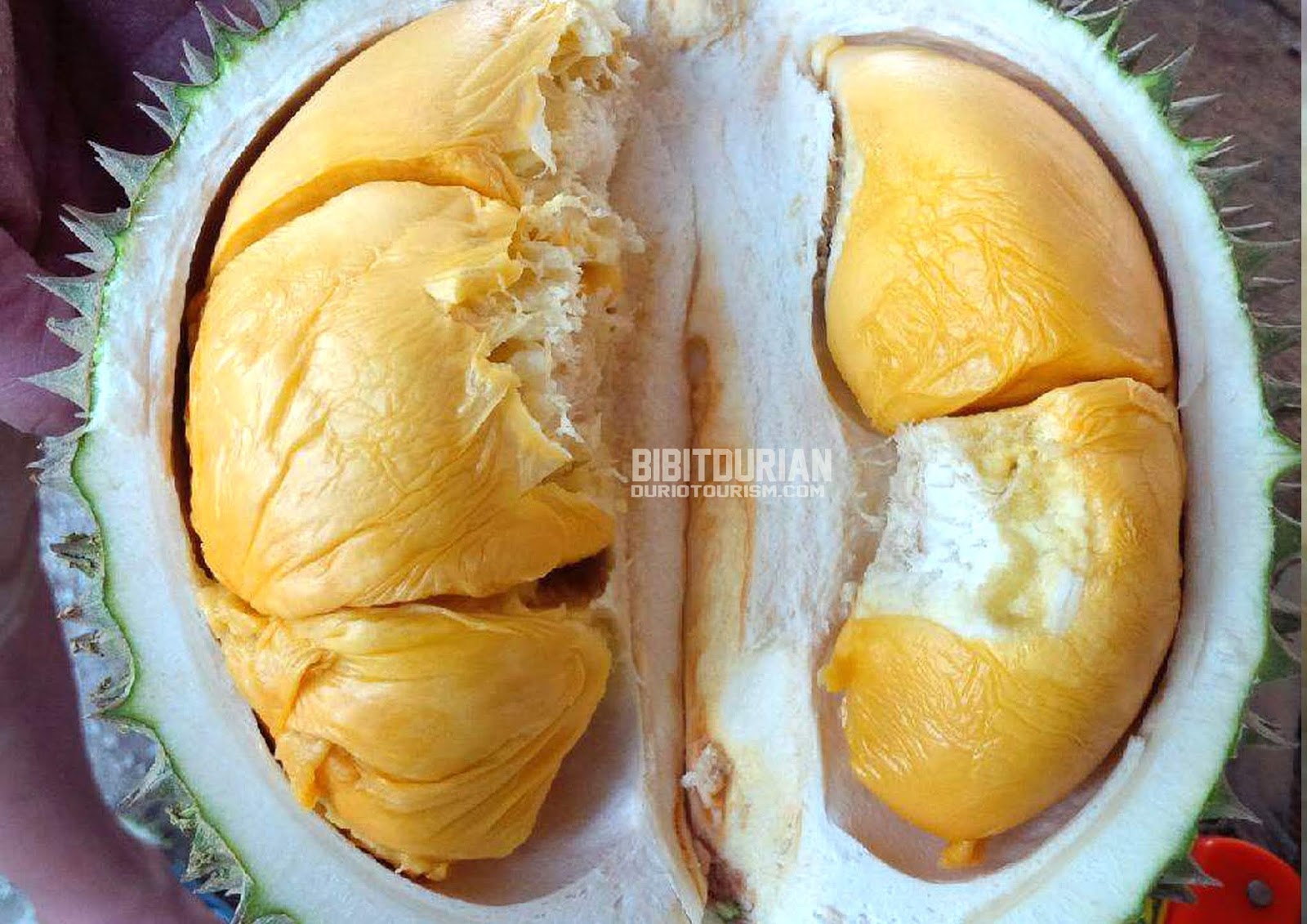 Durian isi hitam