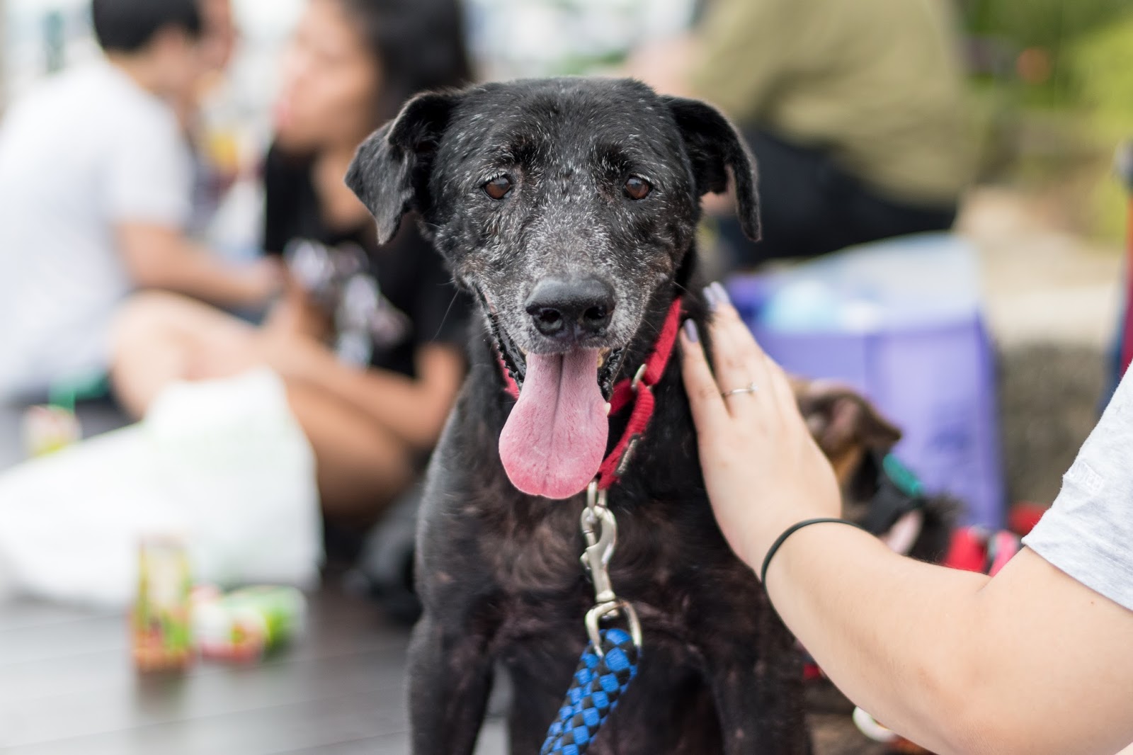 HOPE Dog Rescue What does it mean to adopt a special needs dog?