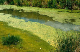 शैवाल का आर्थिक महत्व क्या है ?  |   What is the Economic Importance of Algae ?