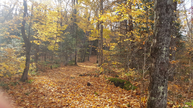Sentier vers le Gîte du Lièvre