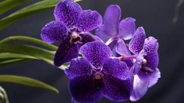 Manual Completo Como Cuidar de Orquídeas + BÔNUS 