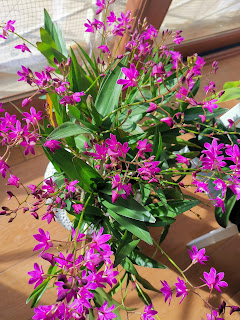 Dendrobium Berry Oda, Dendrobium Berry Oda, diarid'orchidee