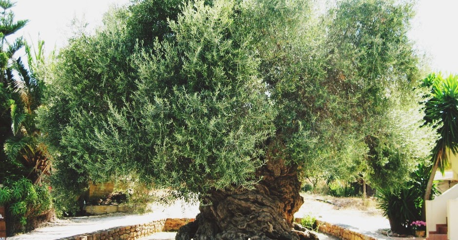 JARDINERAS DE MADERA