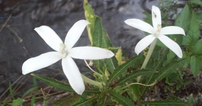 Tanpot Tanaman Bunga Kitolod Obat Mata Alami Tanpot Tanaman Bunga Kitolod Obat Mata Alami