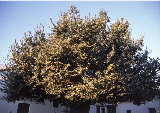 Foto de OLMO MILENARIO en Cortelazor, Huelva