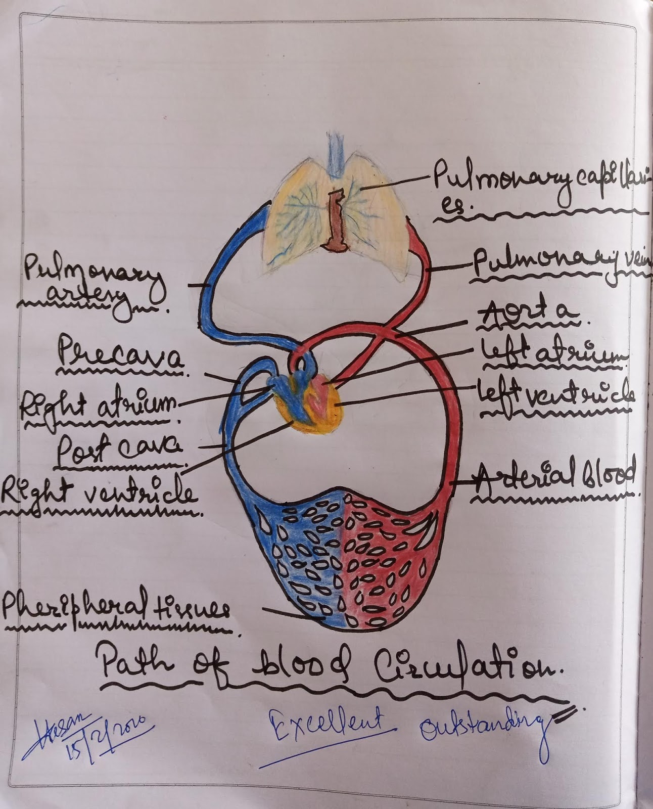 Mark's failing heart case study answers image